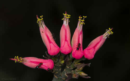 Euphorbia tithymaloides