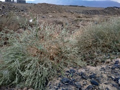 Ceratocarpus arenarius