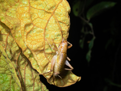 Ocellarnaca