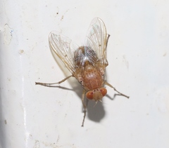 Ormia