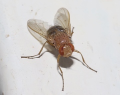 Ormia