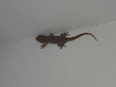 Tarentola mauritanica