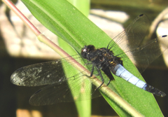 Orthetrum triangulare