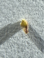 Bulbostylis capillaris