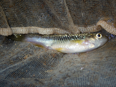 Aphyocypris normalis