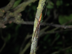 Tetragnatha mandibulata