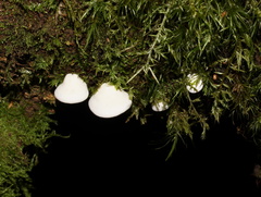 Gloeoporus phlebophorus
