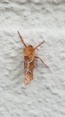 Triodia sylvina