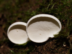 Gloeoporus phlebophorus