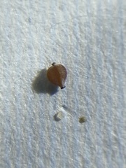 Bulbostylis capillaris