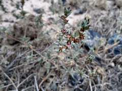 Pyankovia brachiata