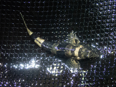 Psammogobius biocellatus