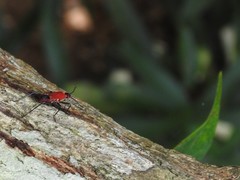 Dindymus sanguineus
