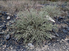 Ceratocarpus arenarius