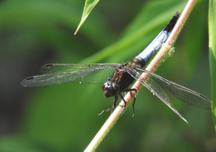 Orthetrum triangulare