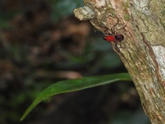 Dindymus sanguineus