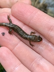 Desmognathus conanti