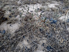 Pyankovia brachiata