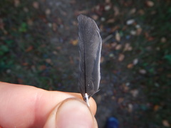 Dumetella carolinensis