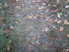 Dumetella carolinensis