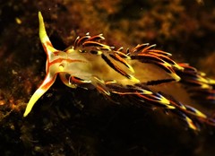 Phidiana militaris