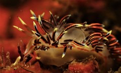 Phidiana militaris