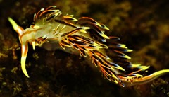 Phidiana militaris