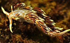 Phidiana militaris
