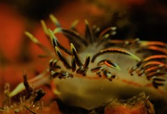 Phidiana militaris