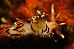 Phidiana militaris