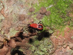 Dindymus sanguineus