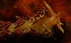 Phidiana militaris