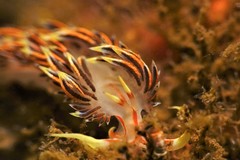Phidiana militaris
