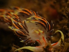 Phidiana militaris