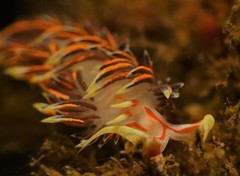 Phidiana militaris
