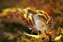 Phidiana militaris