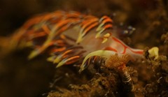Phidiana militaris