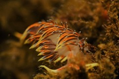 Phidiana militaris