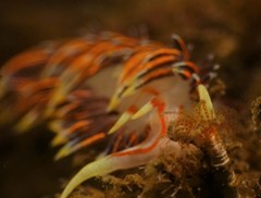 Phidiana militaris