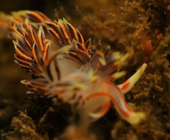 Phidiana militaris