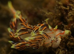 Phidiana militaris