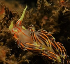 Phidiana militaris