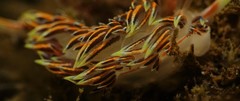 Phidiana militaris