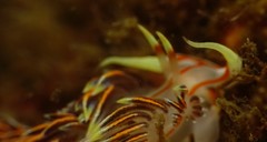 Phidiana militaris