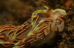 Phidiana militaris
