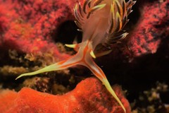 Phidiana militaris