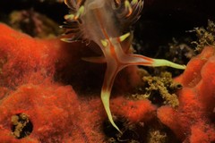 Phidiana militaris