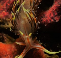 Phidiana militaris