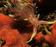 Phidiana militaris