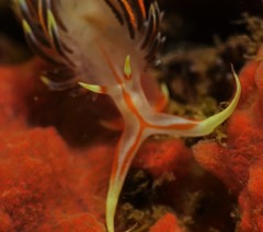 Phidiana militaris